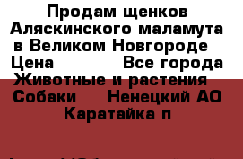 Продам щенков Аляскинского маламута в Великом Новгороде › Цена ­ 5 000 - Все города Животные и растения » Собаки   . Ненецкий АО,Каратайка п.